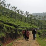 best hotels in Munnar with swimming pool